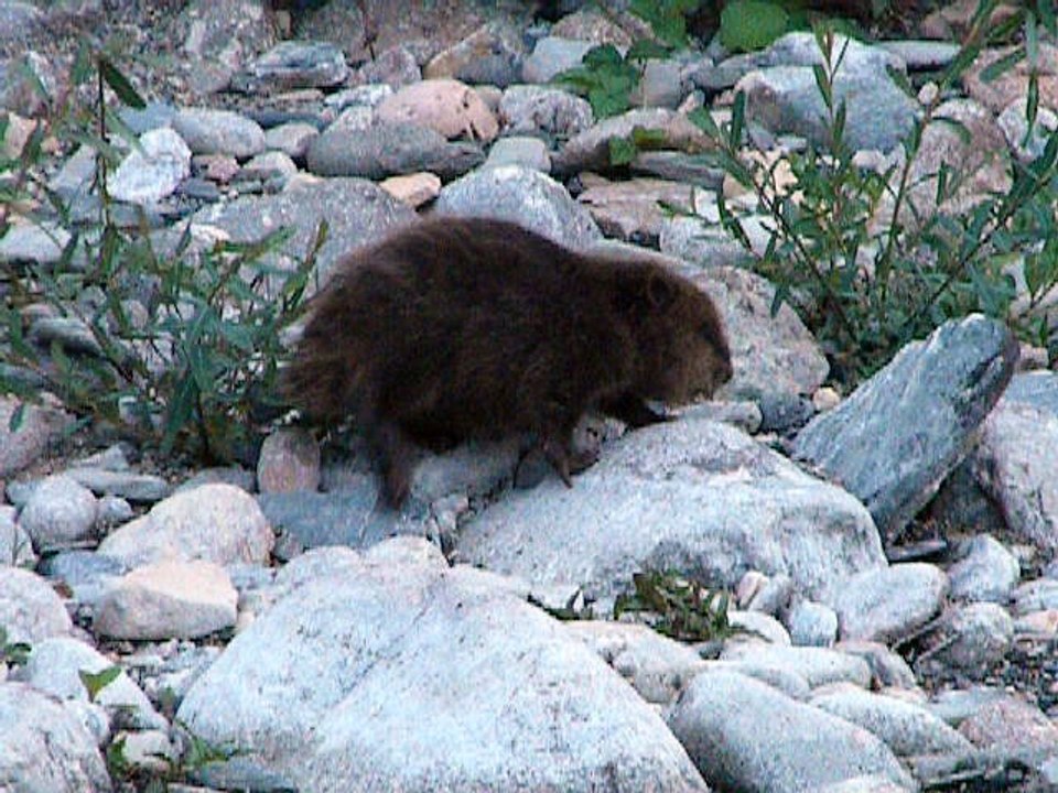 castor (Cévennes, Lozère)