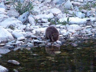 castor dans l'eau