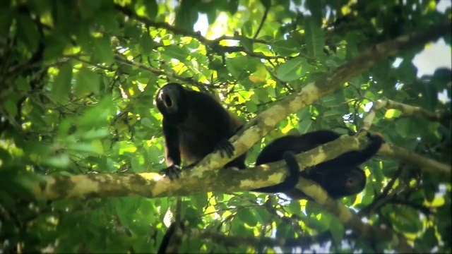 Ils font une incroyable découverte en visitant un zoo abandonné : un singe y vit encore