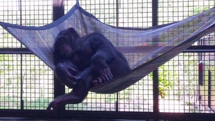 Retired Lab Chimps Enjoy the Good Life at Animal Sanctuary