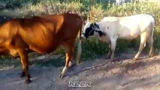 A Cow Try To Fuck funny Video