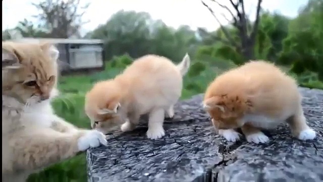 Милые котята, маленькие крохи. Умилительное видео