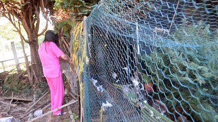 Chats en péril à Cuesmes