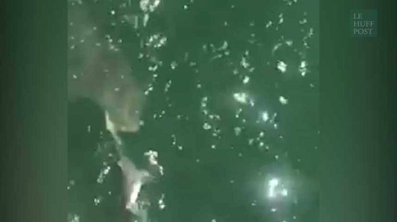 Il pense avoir pêché un requin... mais se le fait voler par un autre requin