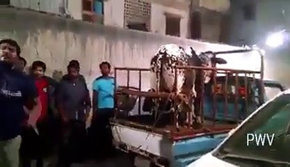 Very aggressive cow-A must watch for all cow lovers