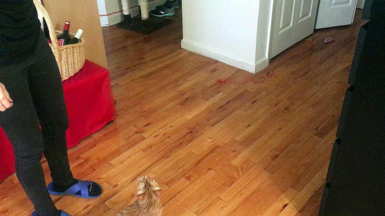 You Can Train Your Cat Using Science