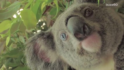Injured Koala with Dazzling Set of Eyes Returns to Wild
