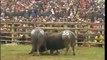 Most Awesome Buffalo Fighting Festival - Best Funny videos try not to laugh CRAZY Buffalo Fails #5