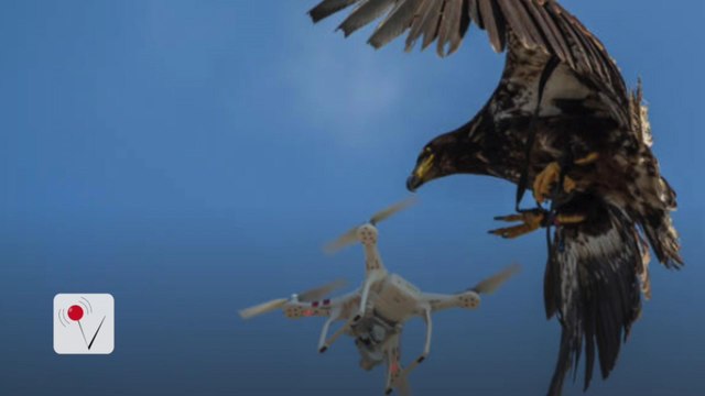 Police Train Unusual Recruit to Fight Rogue Drones