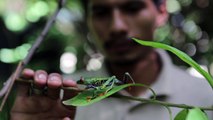 Refugio en Nicaragua para ranas de ojos rojos