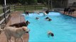 Dog Day Care Center Throws a Pool Party