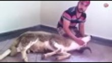 الطريقة الصحيحة لذبح الاضحية خطوة بخطوة