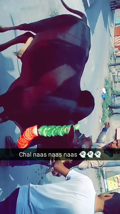 pagal cows