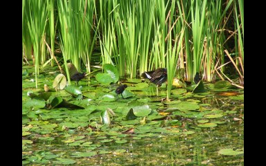 Visit Romania: Baile Felix