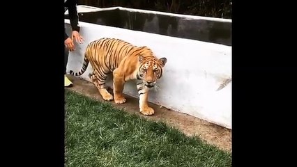Lewis Hamilton Sneaks Up On A Tiger