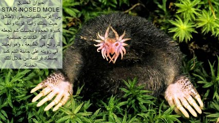 اغرب 10 كائنات حيه فى العالم !!