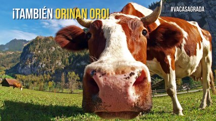 En India las vacas no solo son sagradas, ¡también orinan oro!