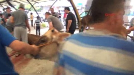 Manisa Kaçak Kurban Kesimi Yasak Dinlemedi