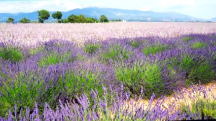 ABEILLES ROAD trailer