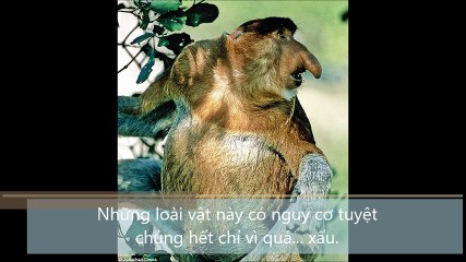 Những loài vật này có nguy cơ tuyệt chủng hết chỉ vì quá xấu