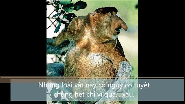 Những loài vật này có nguy cơ tuyệt chủng hết chỉ vì quá xấu