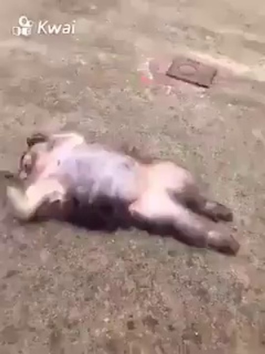 Je comprends mieux l'expression malin comme un singe. Ils sont trop forts.