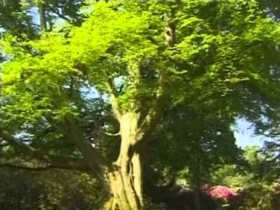 Hz. Süleyman - Peygamberler Tarihi