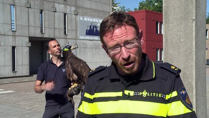 Polícia holandesa usa águias contra drones