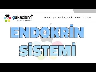Endokrin Sistemi |Biyoloji Dersi