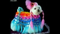 #YorkiesTV video - EXTREME CREATIVE Groomed Dogs - AMAZING BEAUTIFUL DOGS !!!