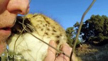 Man Reunites With African Cheetah Cat After 1 Year Absence