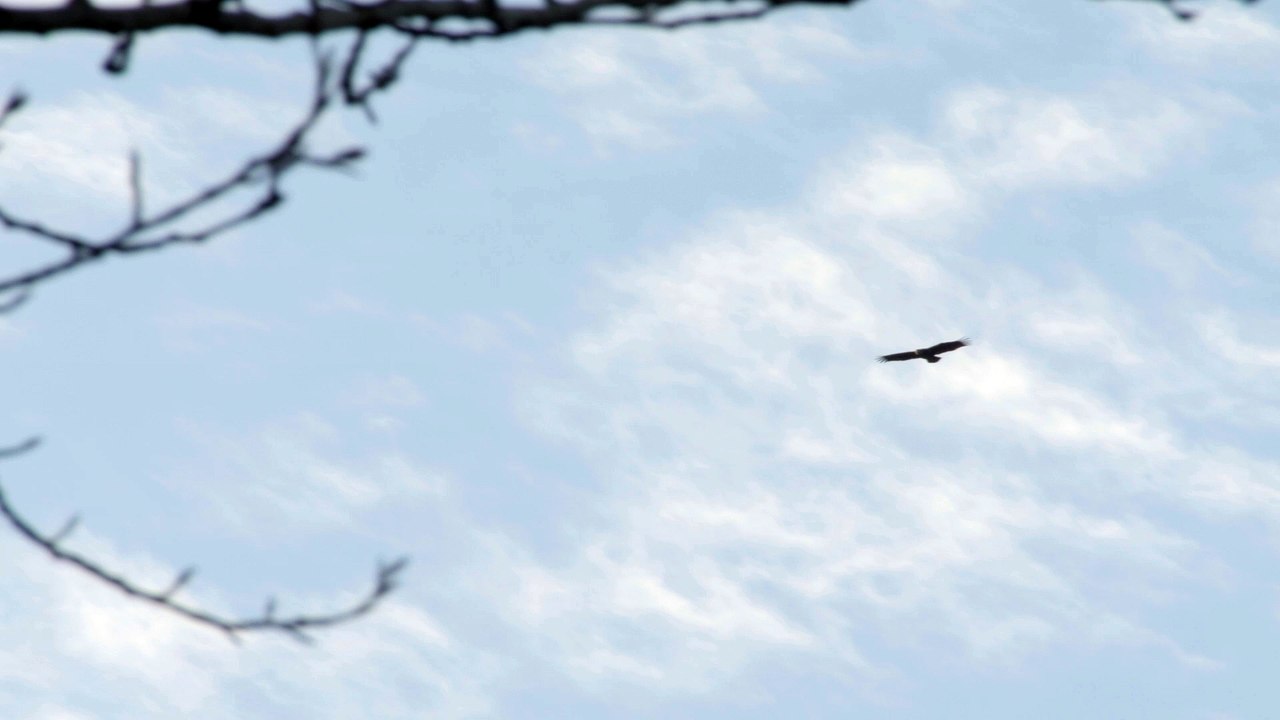 Eagle flying high in the sky