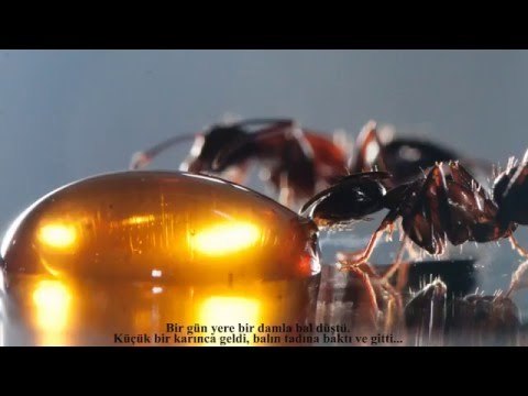 Venhar SAĞIROĞLU İle Her Telden Ebruli - Karınca