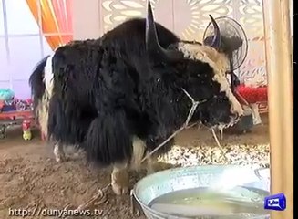 33 Lack Gilgit Yalk Can't Bear the Karachi Atmosphere and Died