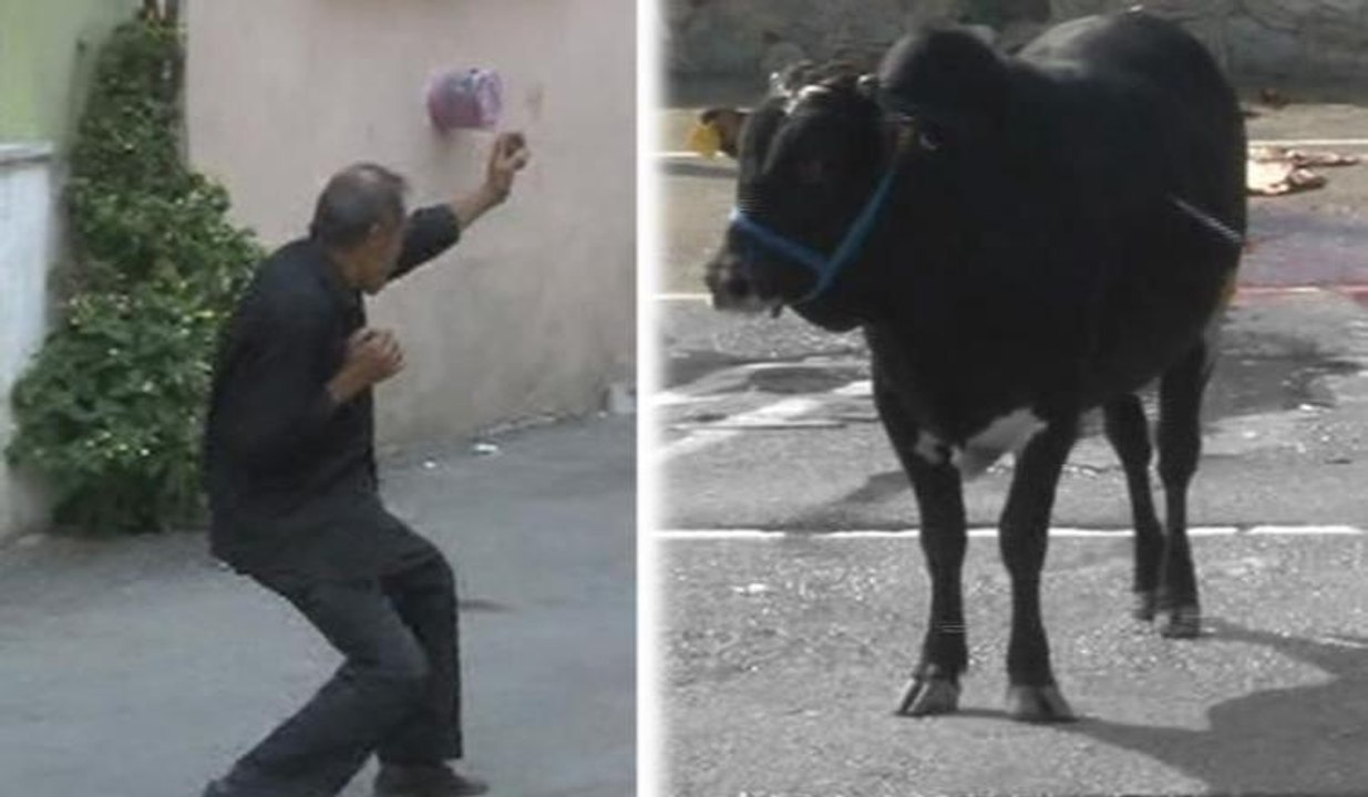 Kaçan danaya karateli gözdağı