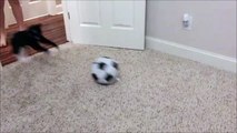 Ce chat se prend pour un joueur de foot et c'est le drame!