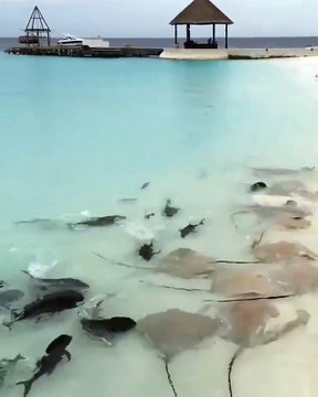 Cet homme nourrit des dizaines de Raies et de requins sauvages