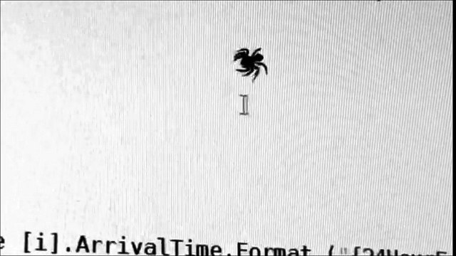 Cet vraie araignée veut bouffer le curseur de la souris