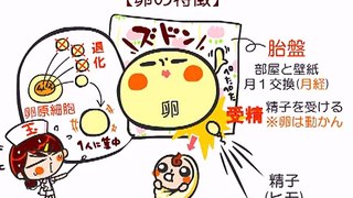 解剖生理学　26話「生殖器(女性編)」