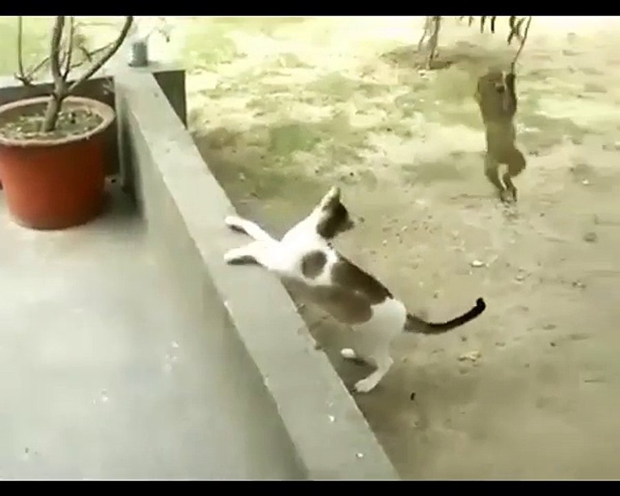 Regardez ce bébé singe embêter un chat... Hilarant et tellement mignon!