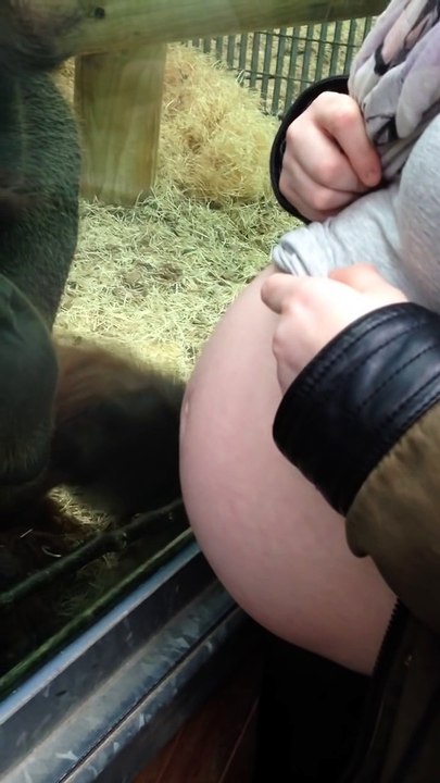 Cet Orang Outan est fasciné par le ventre d'une femme enceinte