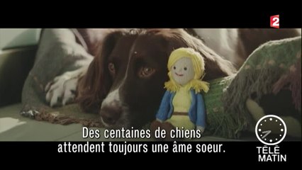 Com - Une vie de chien