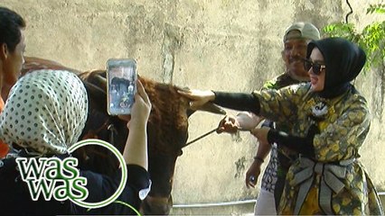 Rayakan Idul Adha, Syahrini Kurban Tiga Sapi Limosin - WasWas 13 September 2016