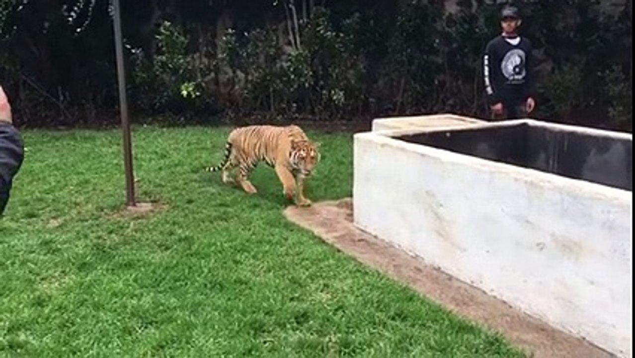 Lewis Hamilton fait peur à un tigre