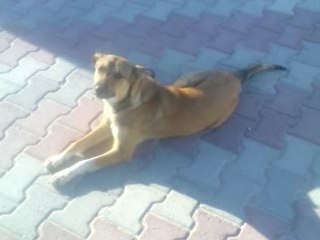 un chien libre fi el kornich