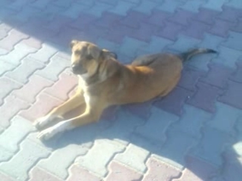 un chien libre fi el kornich
