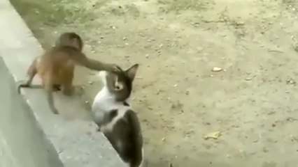 Un bébé singe joue avec un chat