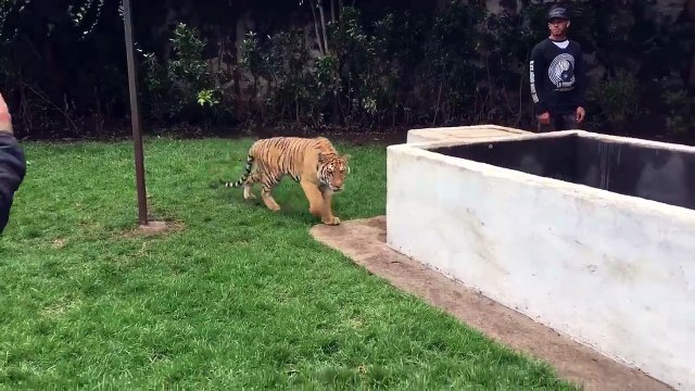 Quand Lewis Hamilton fait peur à un tigre !
