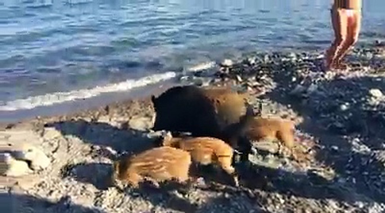 Des sangliers se baignent sur une plage sur une plage au milieu des touristes