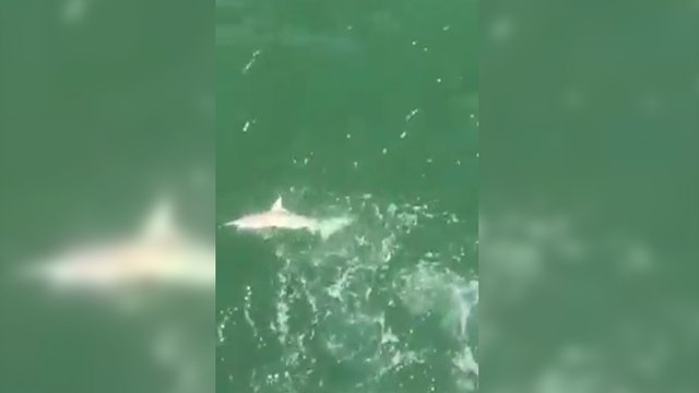 Il se fait voler sa prise par un requin